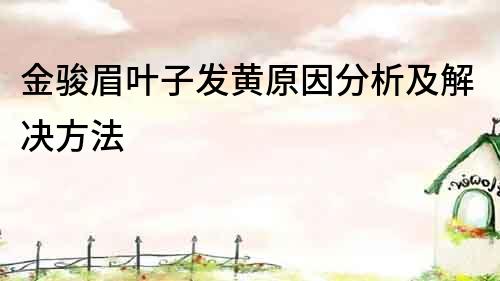 金骏眉叶子发黄原因分析及解决方法