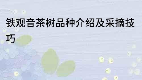 铁观音茶树品种介绍及采摘技巧