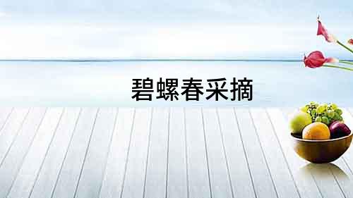 碧螺春采摘