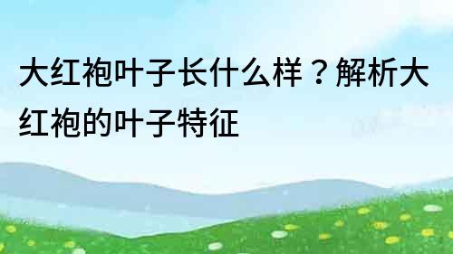 大红袍叶子长什么样？解析大红袍的叶子特征