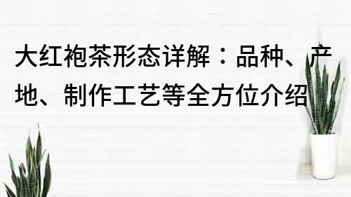 大红袍茶形态详解：品种、产地、制作工艺等全方位介绍