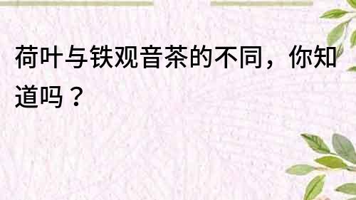 荷叶与铁观音茶的不同,你知道吗?