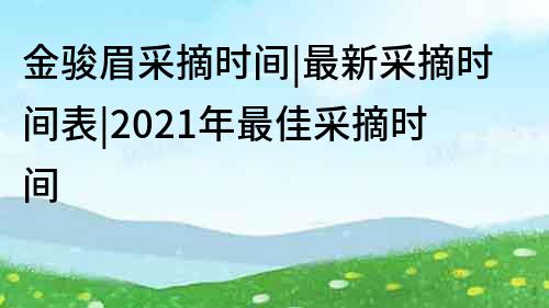 金骏眉采摘时间|最新采摘时间表|2022年最佳采摘时间