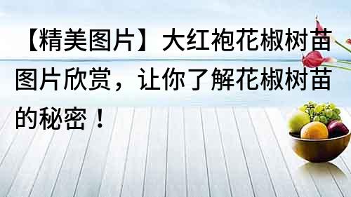 【精美图片】大红袍花椒树苗图片欣赏，让你了解花椒树苗的秘密！