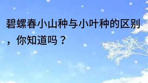 碧螺春小山种与小叶种的区别，你知道吗？