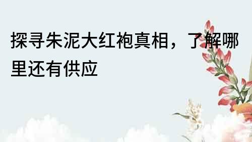 探寻朱泥大红袍真相，了解哪里还有供应