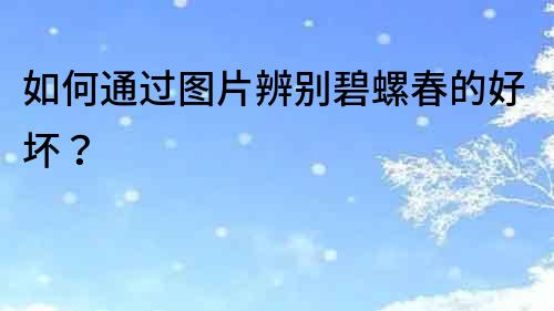 如何通过图片辨别碧螺春的好坏？
